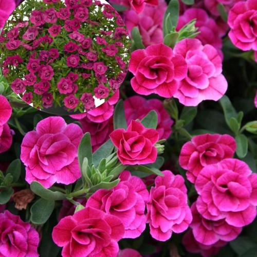 Calibrachoa UNIQUE 'Double Pink' - Puispetuunia UNIQUE 'Double Pink'